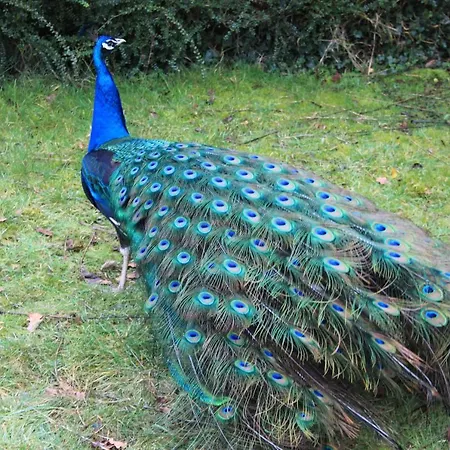 Sunnyside Apartament